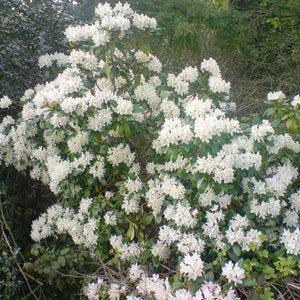 Broad Rhododendron ‘Cunningham’s White’ shrub densely covered in white spring blossom.