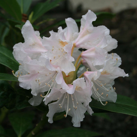 Close-up of a white Rhododendron ‘Cunningham’s White’ flower truss with faint pink markings.