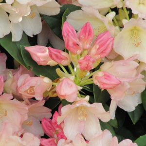 Rhododendron ‘Golden Torch’