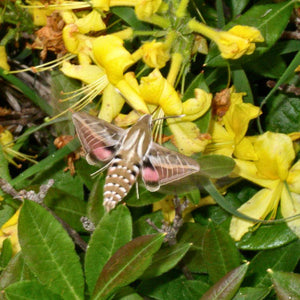 Hummingbird hawk-moth feeding from yellow Rhododendron luteum flowers.