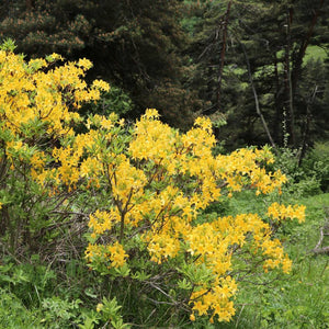 Rhododendron luteum shrubs flowering yellow across a woodland slope.