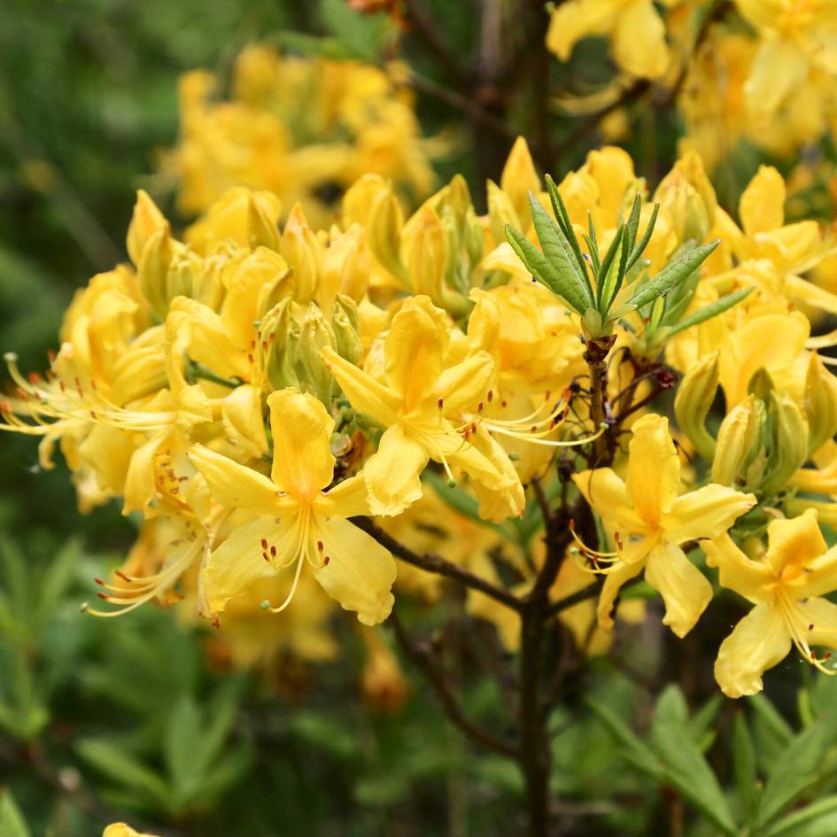 Dense golden Rhododendron luteum flower cluster among narrow leaves.