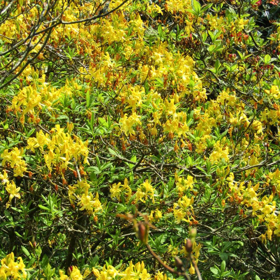 Large naturalised Rhododendron luteum covered in yellow flowers.