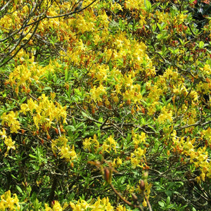 Large naturalised Rhododendron luteum covered in yellow flowers.