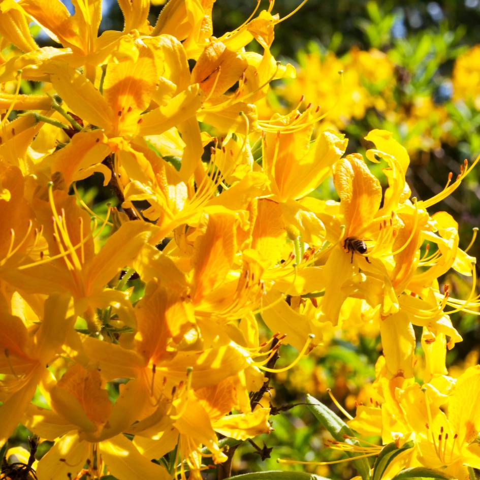 Close-up of vivid golden-yellow Rhododendron luteum flowers with orange markings.