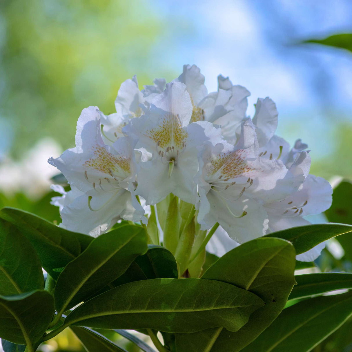 Rhododendron ‘Madame Masson’