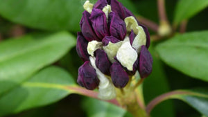 Pollinator friendly shrubs