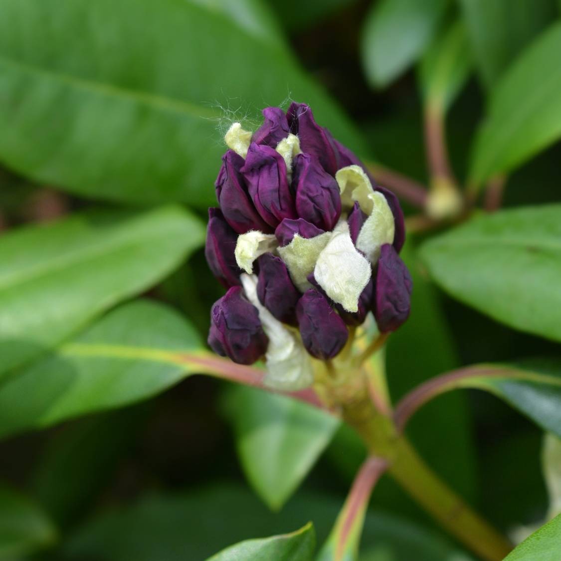 Rhododendron ‘Monsieur Marcel Ménard’