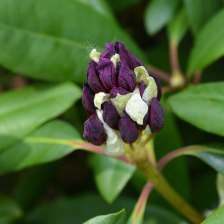 Close-up of a deep purple Rhododendron ‘Monsieur Marcel Ménard’ flower bud beginning to open.