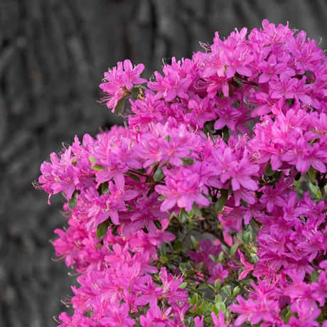Bright magenta flower truss on Rhododendron ‘Nova Zembla’ beside a dark tree trunk.