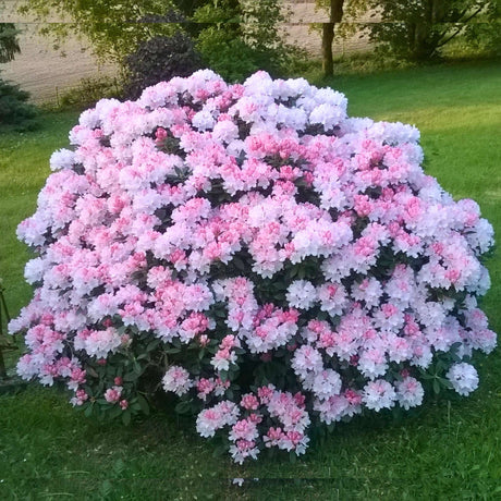 Large rounded Rhododendron ‘Percy Wiseman’ shrub covered in soft pink blooms.