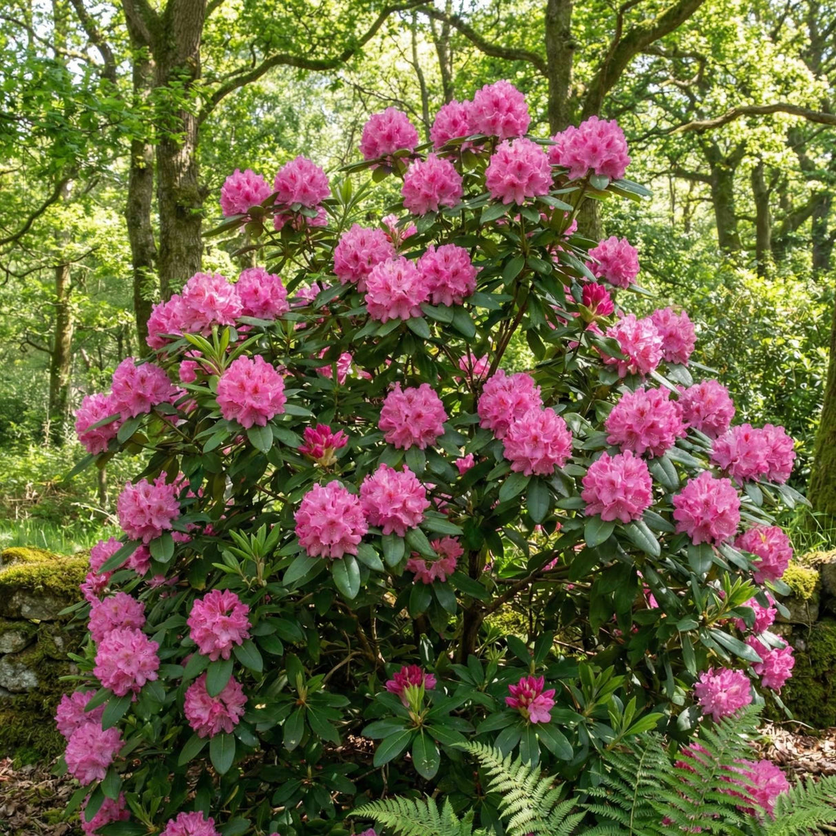 Rhododendron ‘Rocket’
