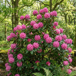 Rhododendron ‘Rocket’