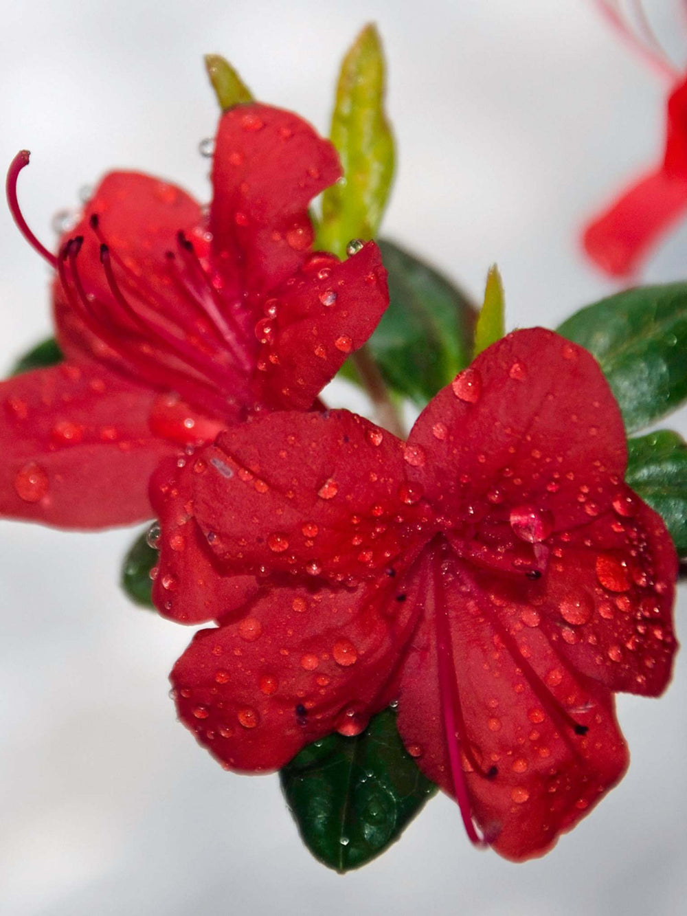 Azalea japonica ‘Stewartstonian’