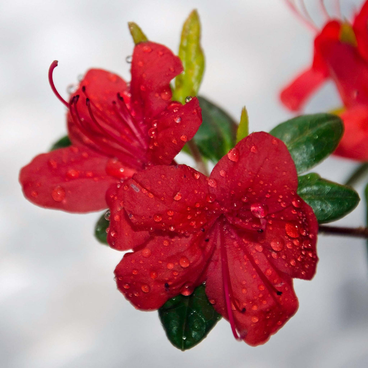 Azalea japonica ‘Stewartstonian’