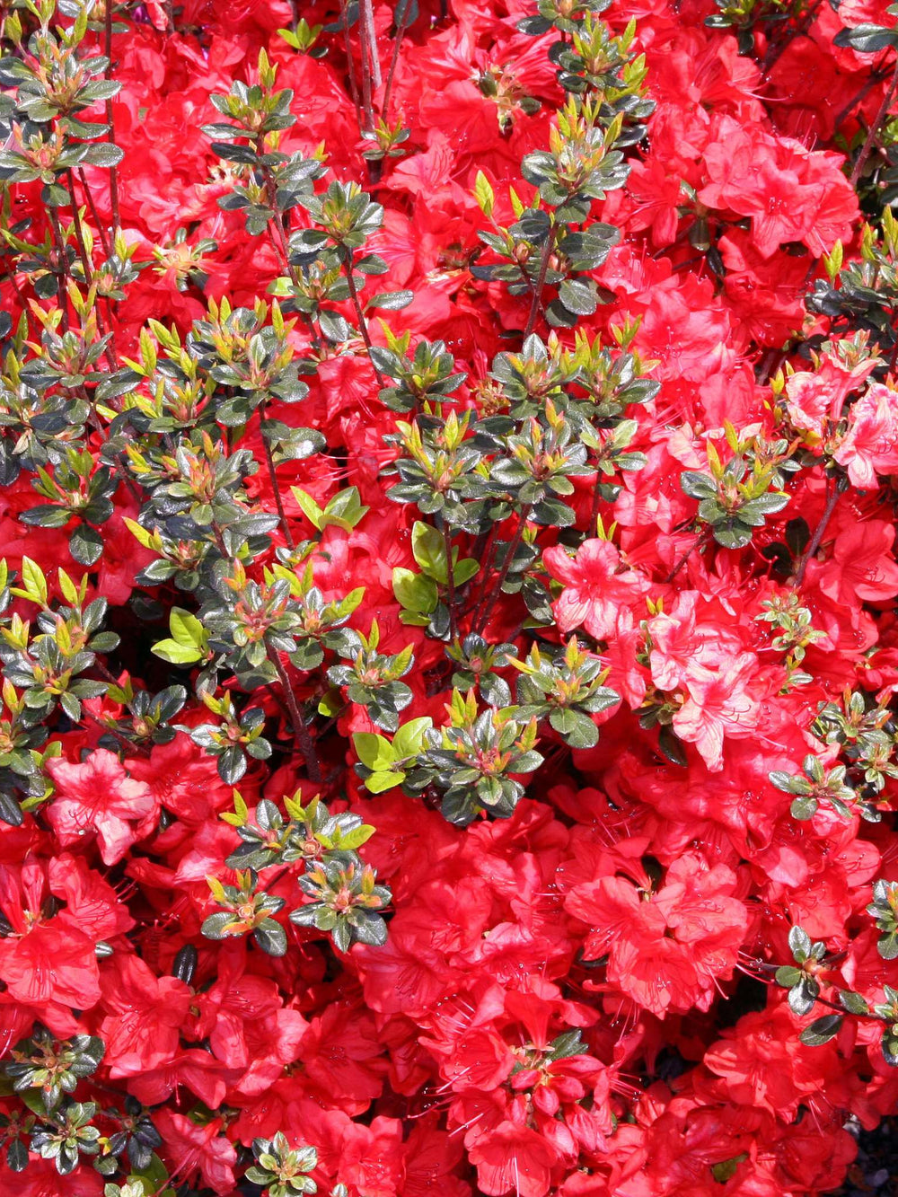 Azalea japonica ‘Stewartstonian’