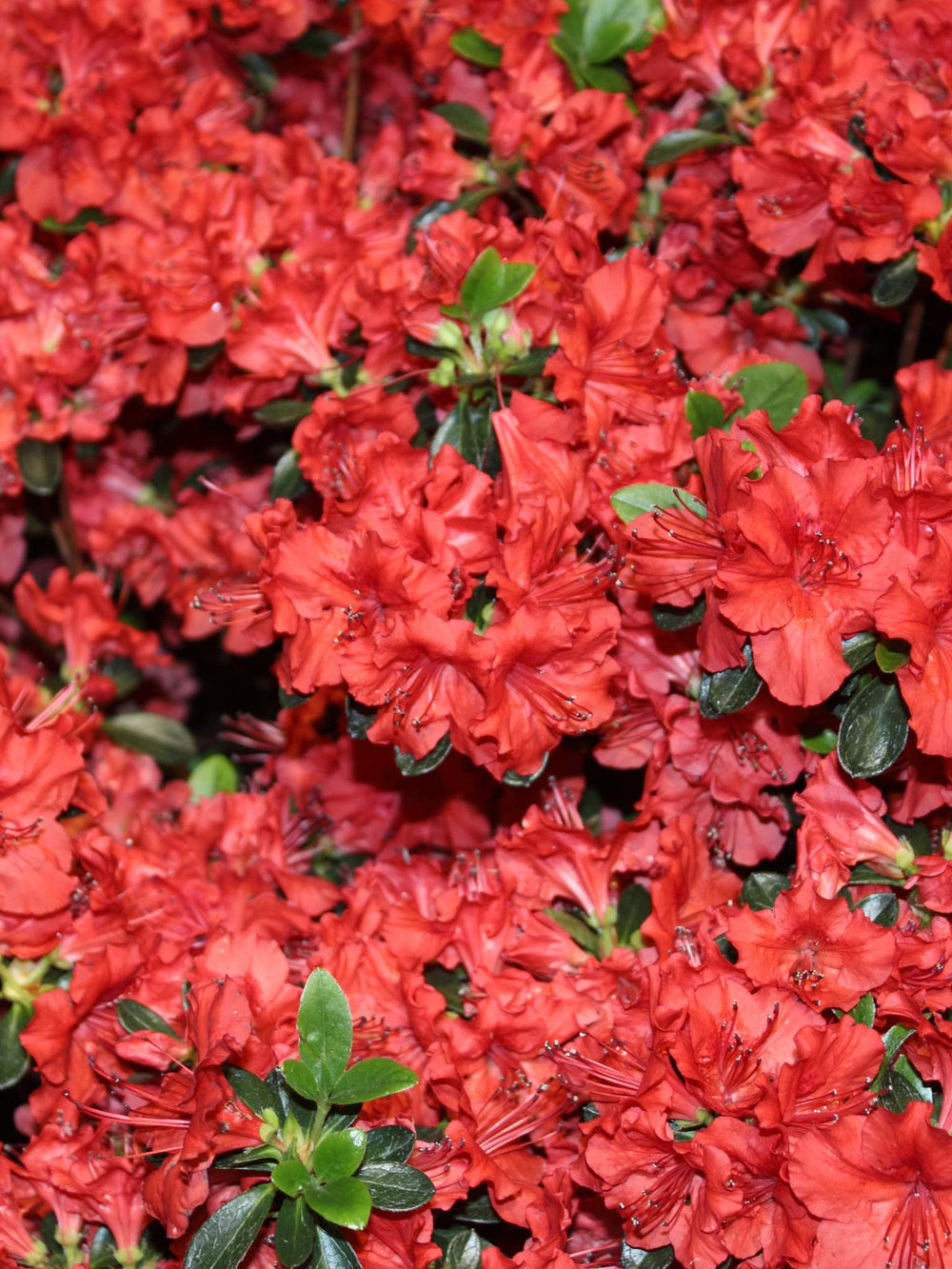 Azalea japonica ‘Stewartstonian’