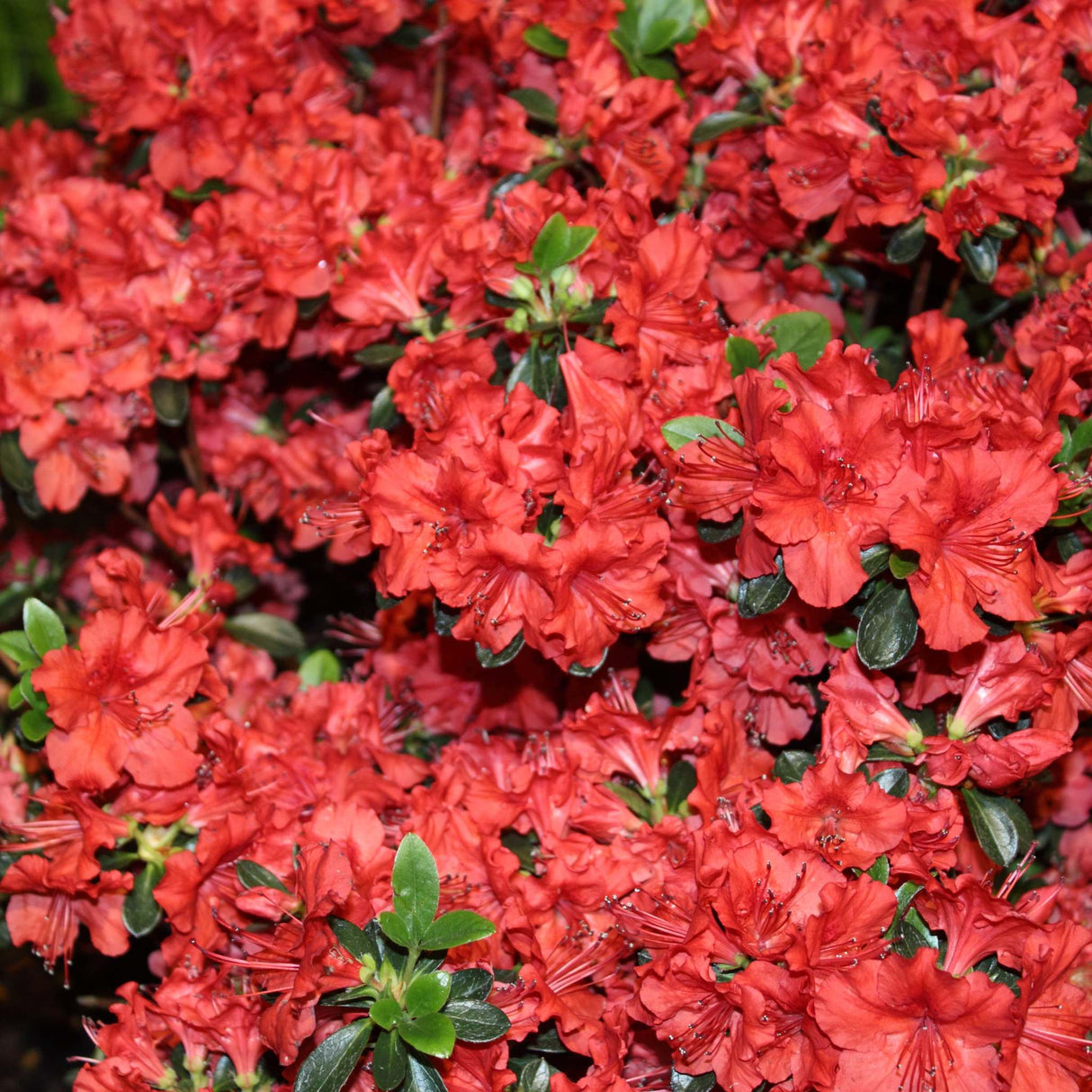 Azalea japonica ‘Stewartstonian’