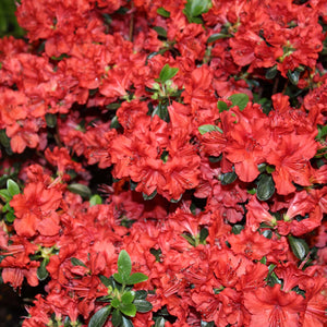 Azalea japonica ‘Stewartstonian’