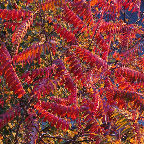 Close-up of fiery red and orange pinnate Rhus typhina leaves.