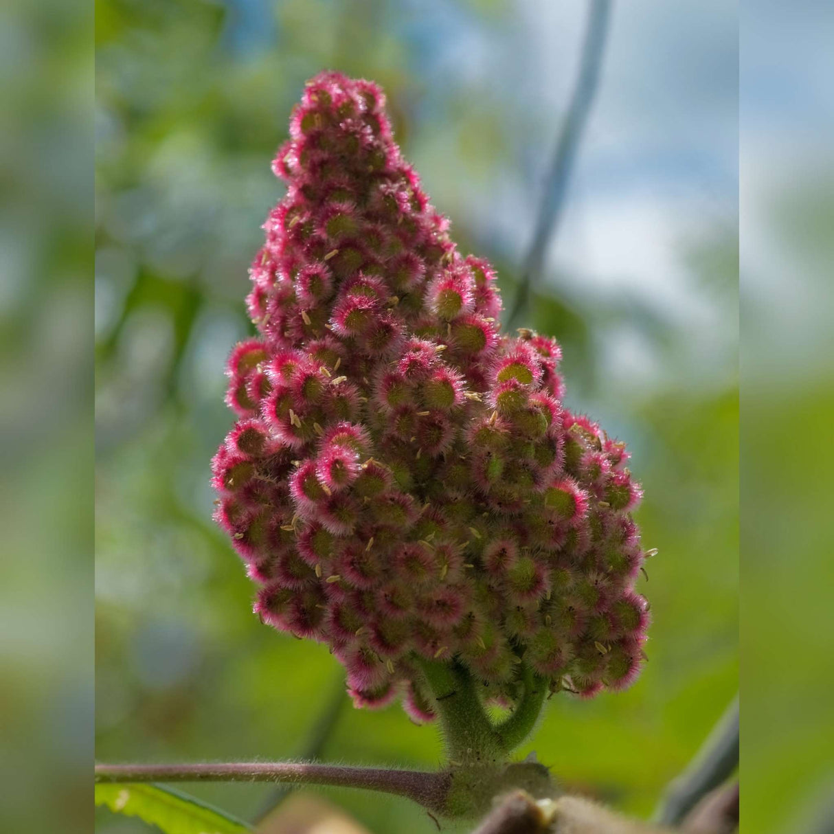 Rhus typhina