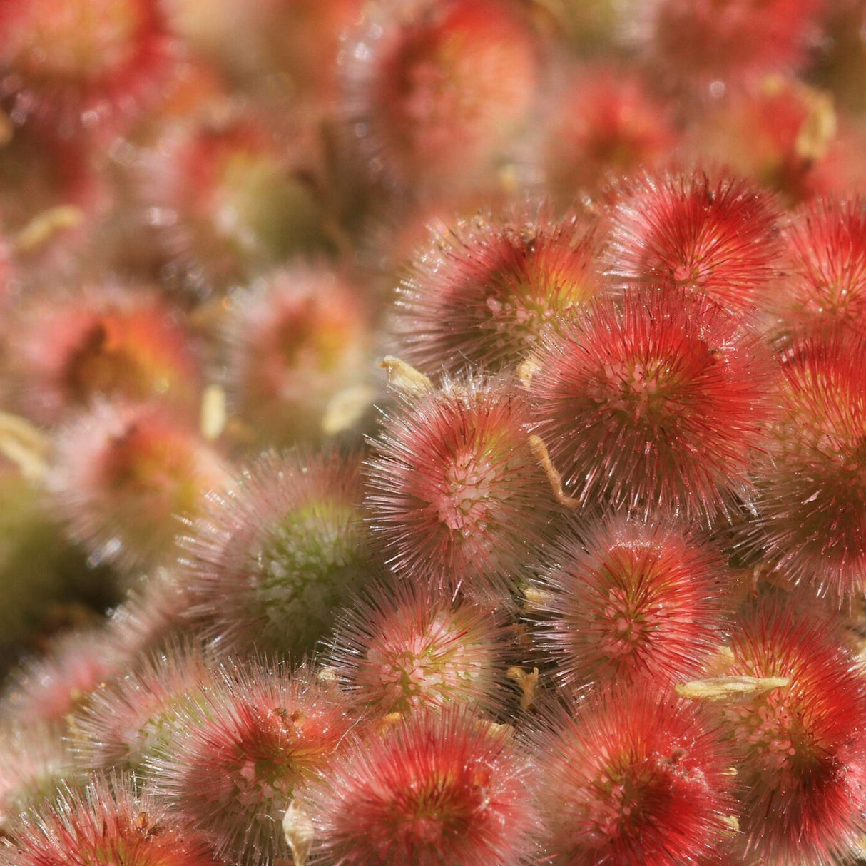 Rhus typhina