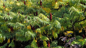 Pollinator friendly shrubs
