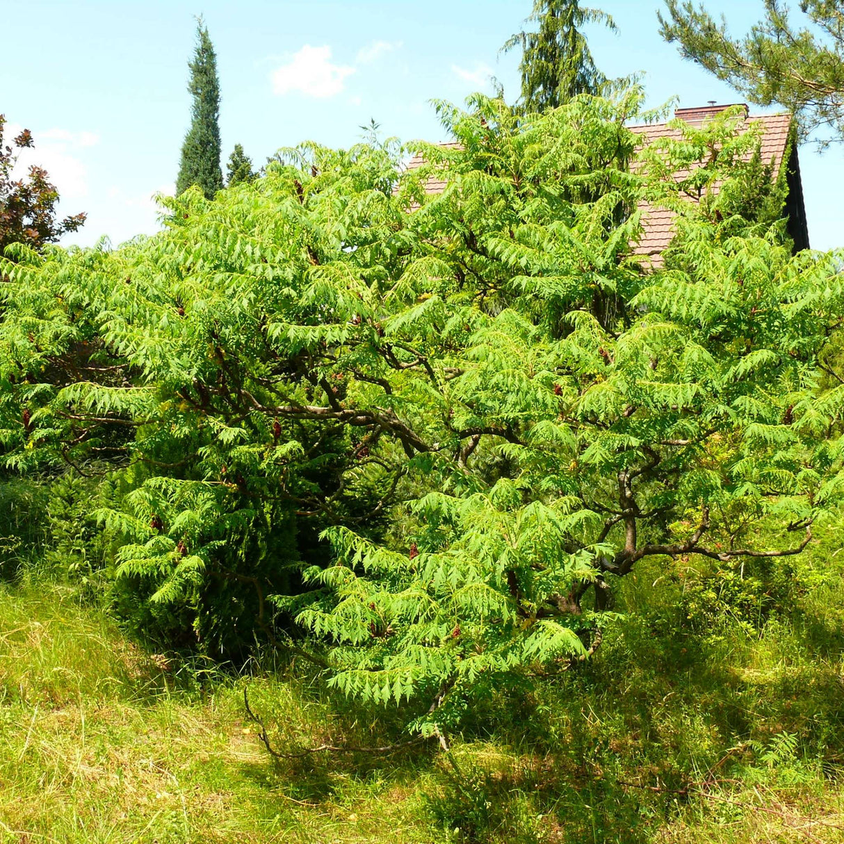 Rhus typhina ‘Dissecta’