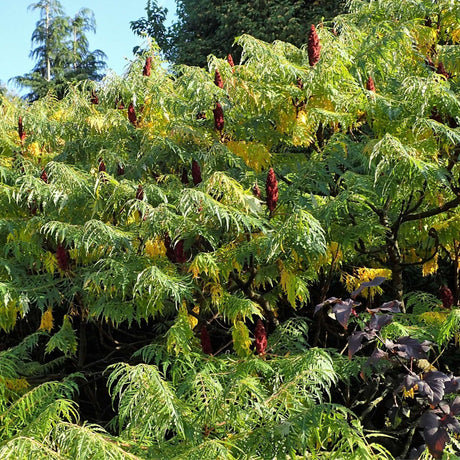 Rhus typhina ‘Dissecta’ with feathery green leaves and upright red fruit clusters.