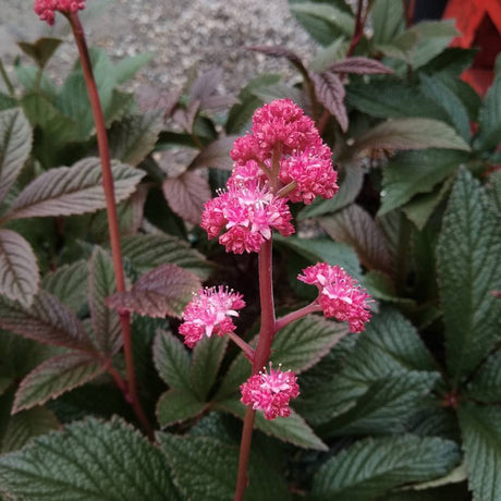 Pink flower plumes rising above dark bronze-purple leaves on Rodgersia ‘Bronze Peacock’.