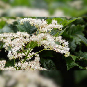 Close-up of creamy white Rodgersia podophylla ‘Braunlaub’ flower sprays.
