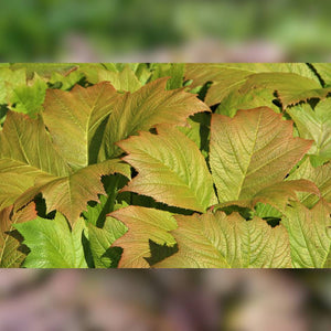 Large lobed Rodgersia podophylla ‘Braunlaub’ leaves flushed copper and green.