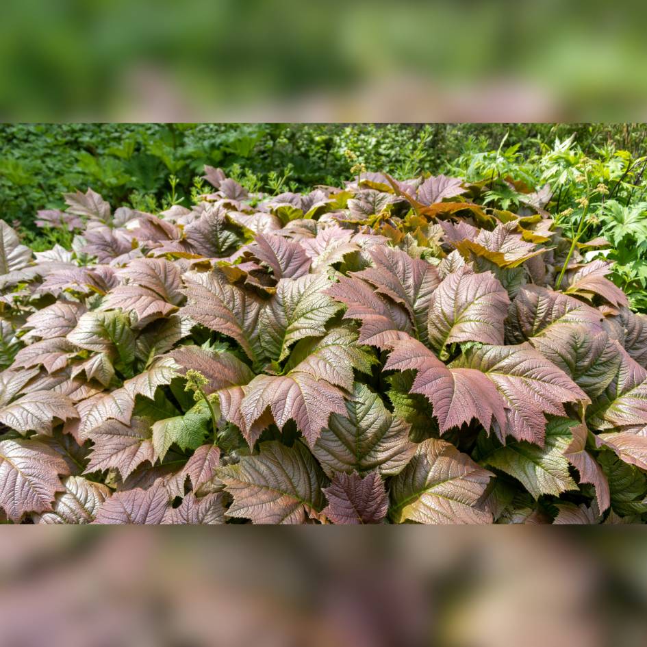 Bronze-brown Rodgersia podophylla ‘Braunlaub’ leaves forming a dense groundcover.