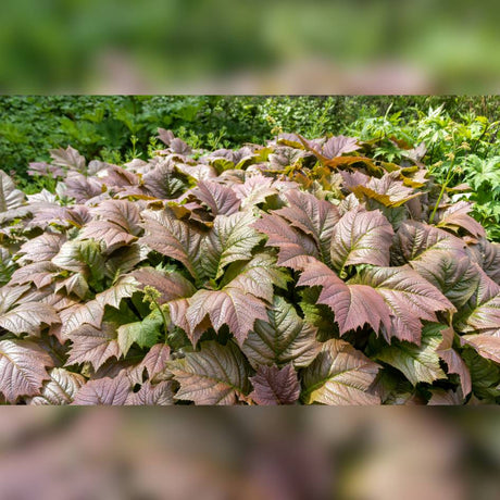 Bronze-brown Rodgersia podophylla ‘Braunlaub’ leaves forming a dense groundcover.