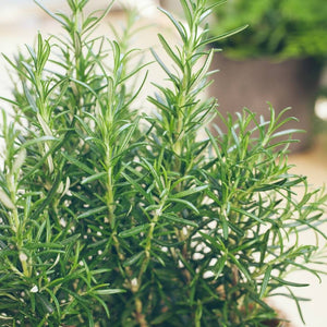 Rosmarinus officinalis