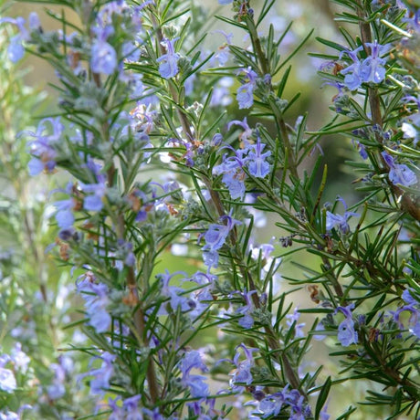 Rosemary stems carrying small pale blue flowers among needle-like leaves.