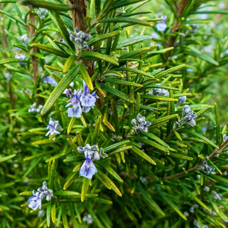 Rosmarinus officinalis