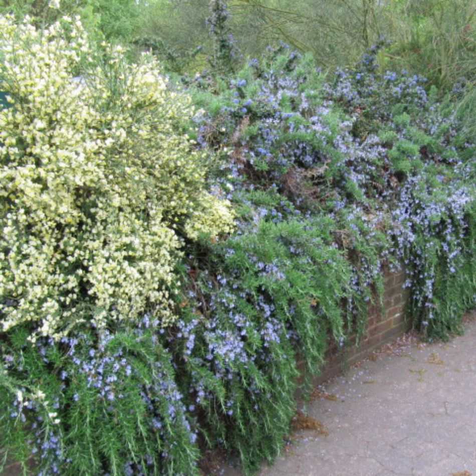 Rosmarinus officinalis ‘Pointe du Raz’