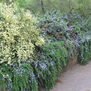 Rosmarinus officinalis ‘Pointe du Raz’