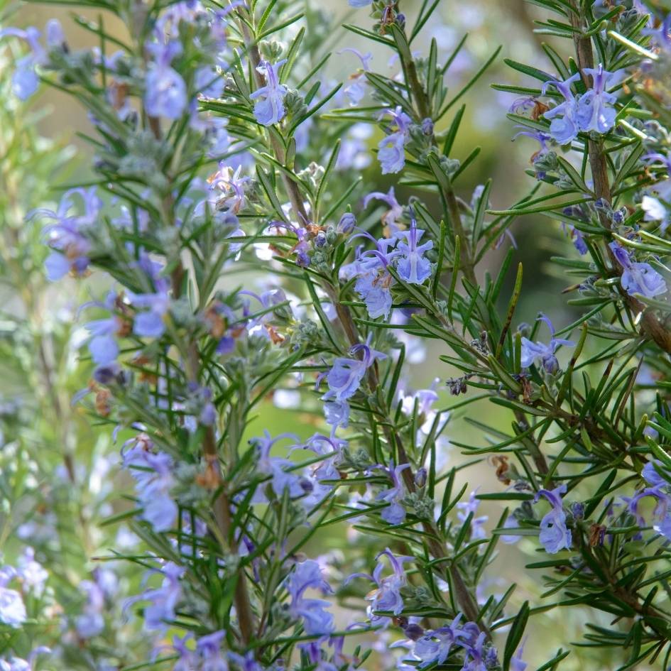 Rosmarinus officinalis
