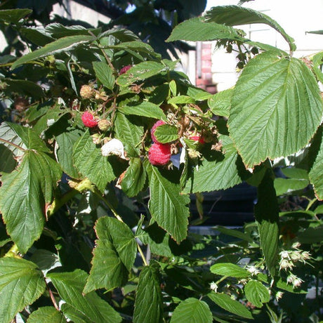 Rubus idaeus ‘Heritage’