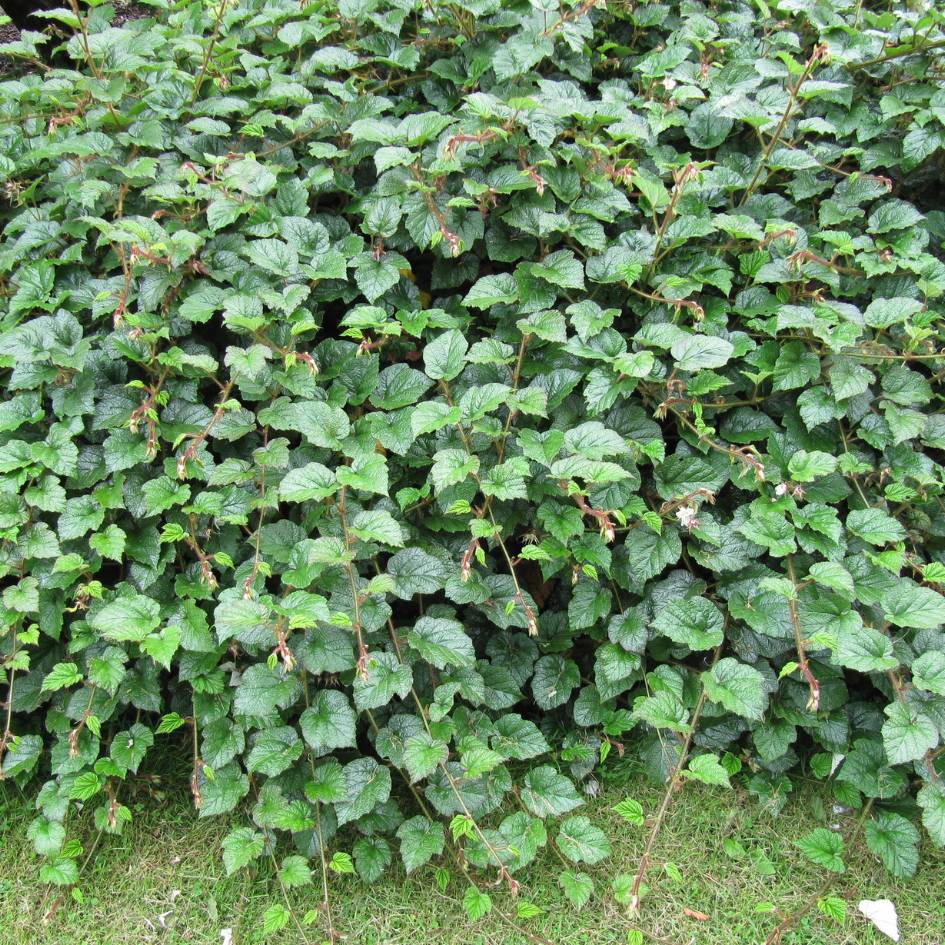Rubus tricolor