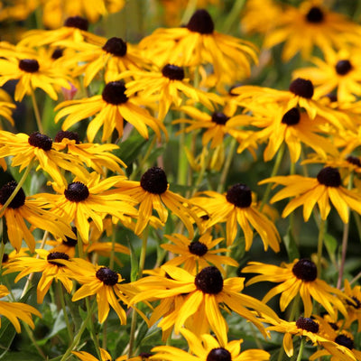 Dense mass of golden Rudbeckia fulgida ‘Goldsturm’ flowers with dark brown centres.