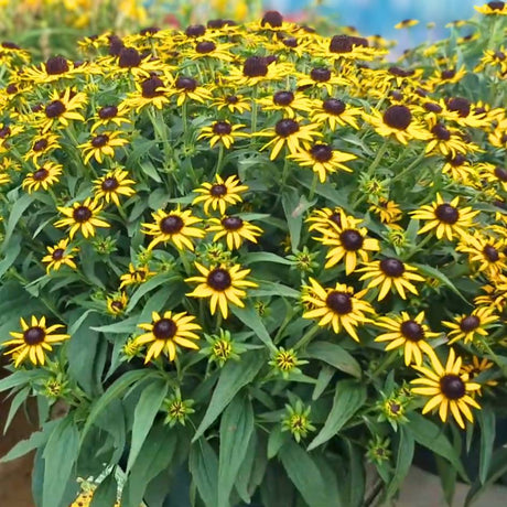 Rudbeckia fulgida ‘Little Goldstar’