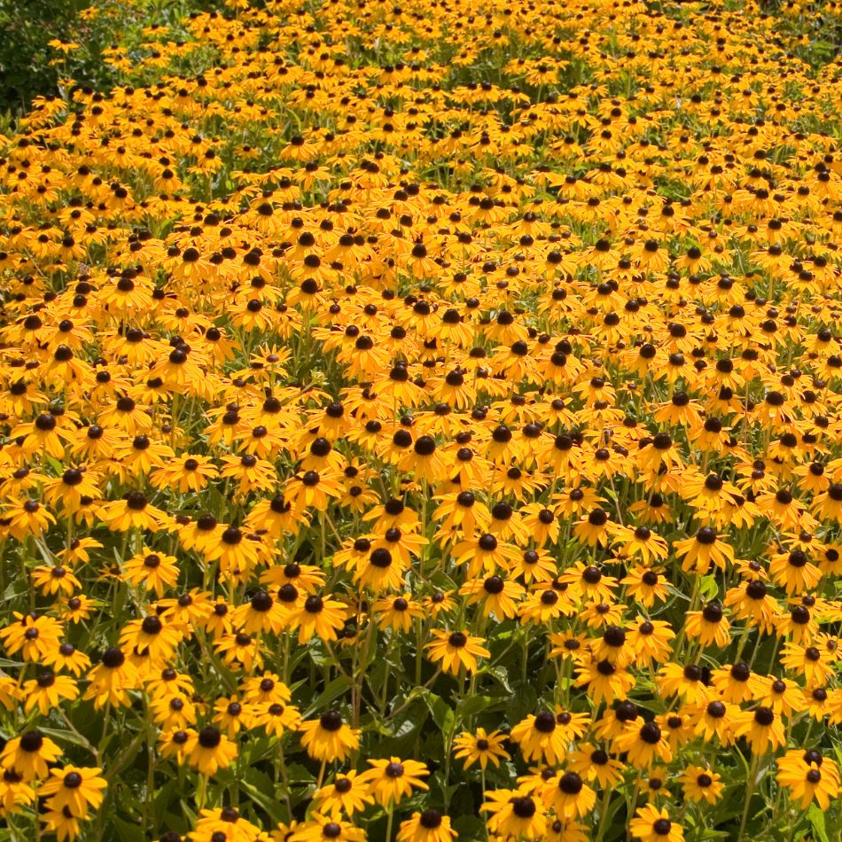Rudbeckia fulgida ‘Goldsturm’