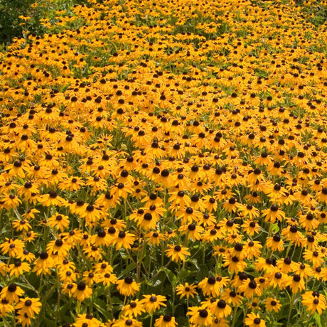 Rudbeckia fulgida ‘Goldsturm’