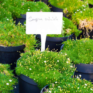 Sagina subulata