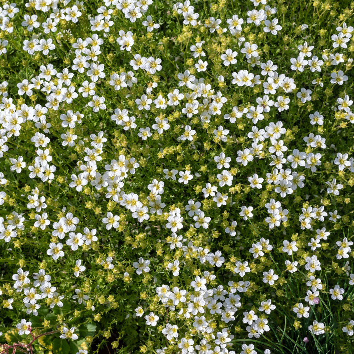 Sagina subulata