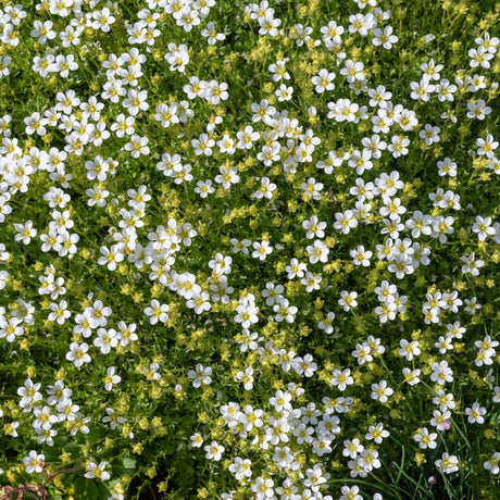 Sagina subulata carpet dotted with numerous tiny white flowers.