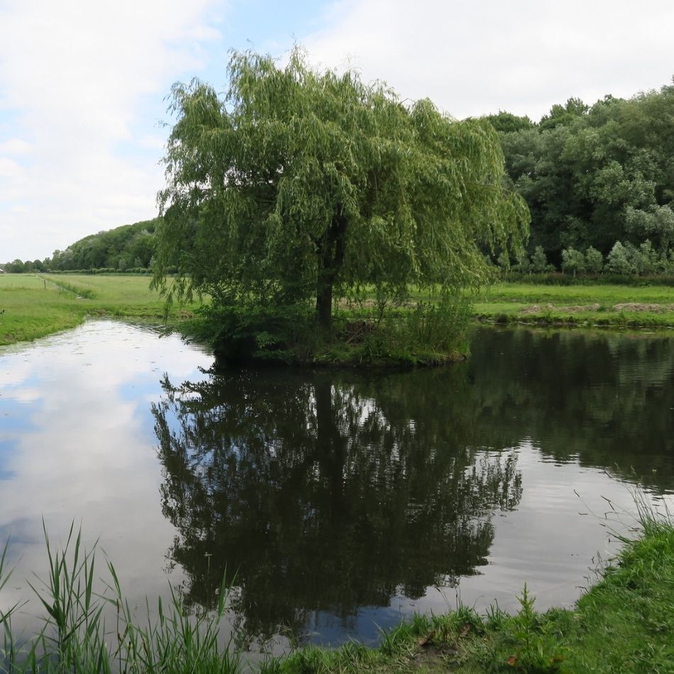 Mature Salix babylonica with long trailing branches reflected in still water.